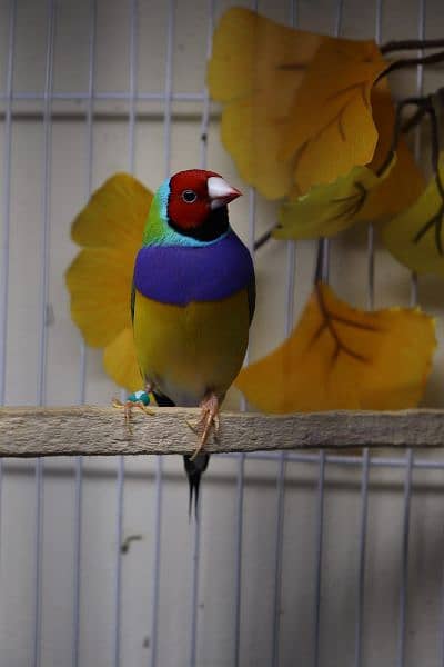 Gouldian finch 6