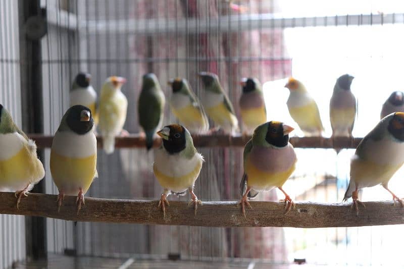 Gouldian finch 8