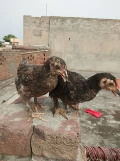 bantam pair