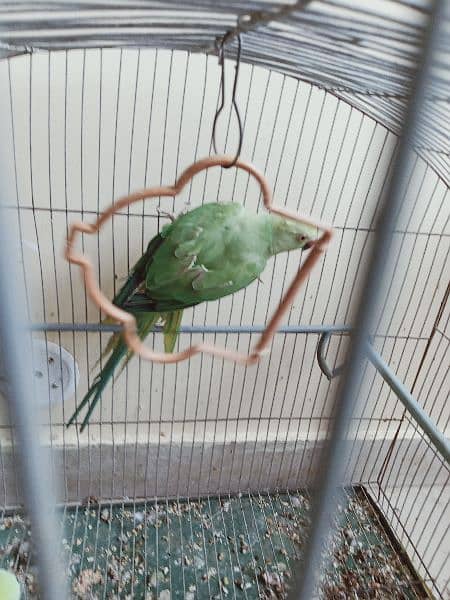 green parrot for sale 8