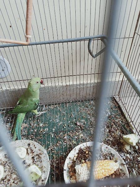 green parrot for sale 9