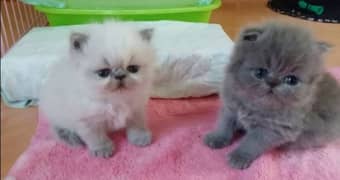 urgent sale triple coated kitten
