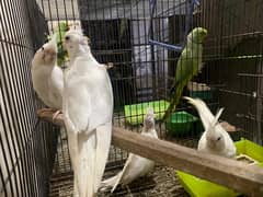 cocktail breeding pairs for sale per pair 3.5k demand