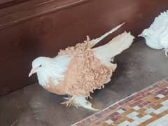 Modern frill pigeons (03073666377)
