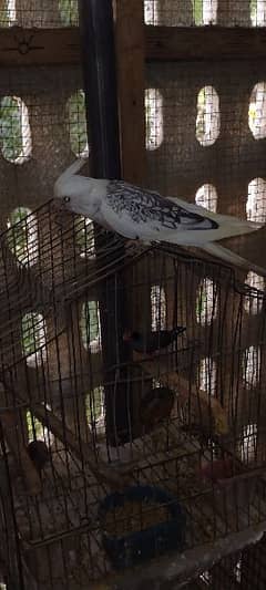 Hand tamed, Enol, gray, cream pied, Pearl and Fellow Cockatiels