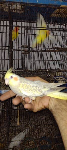 Hand tamed, Enol, gray, cream pied, Pearl and Fellow Cockatiels 1