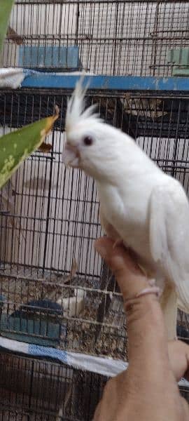 Hand tamed, Enol, gray, cream pied, Pearl and Fellow Cockatiels 4