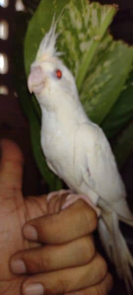 Hand tamed, Enol, gray, cream pied, Pearl and Fellow Cockatiels 5
