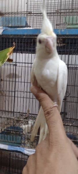 Hand tamed, Enol, gray, cream pied, Pearl and Fellow Cockatiels 6