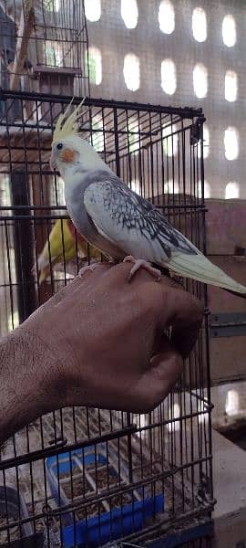Hand tamed, Enol, gray, cream pied, Pearl and Fellow Cockatiels 8
