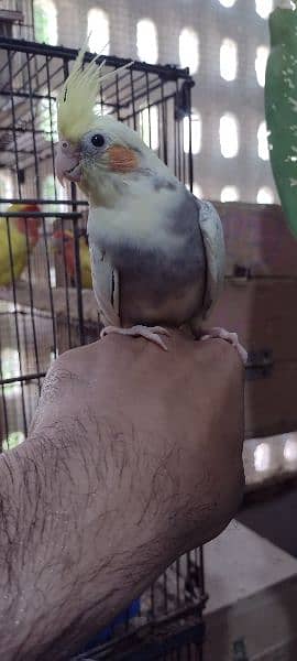 Hand tamed, Enol, gray, cream pied, Pearl and Fellow Cockatiels 9