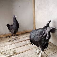 Ayam cemani pair for sale breeder pair