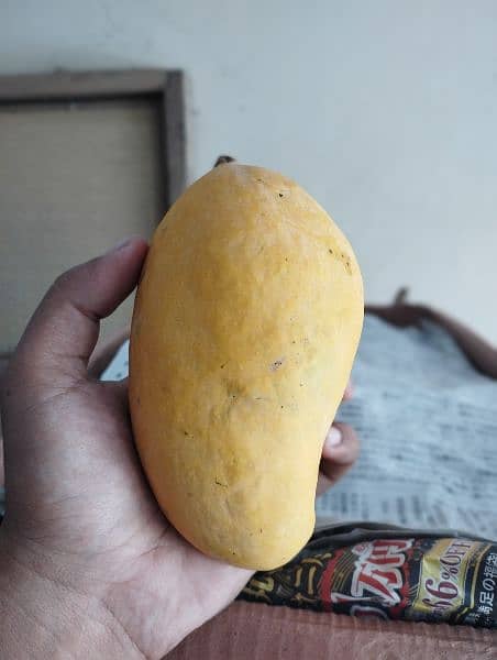 Fresh MULTAN Mangoes 0
