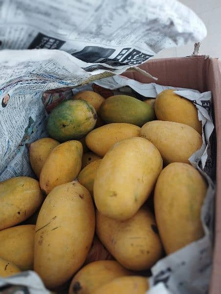 Fresh MULTAN Mangoes 1