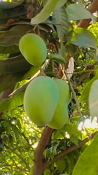 Fresh MULTAN Mangoes 3