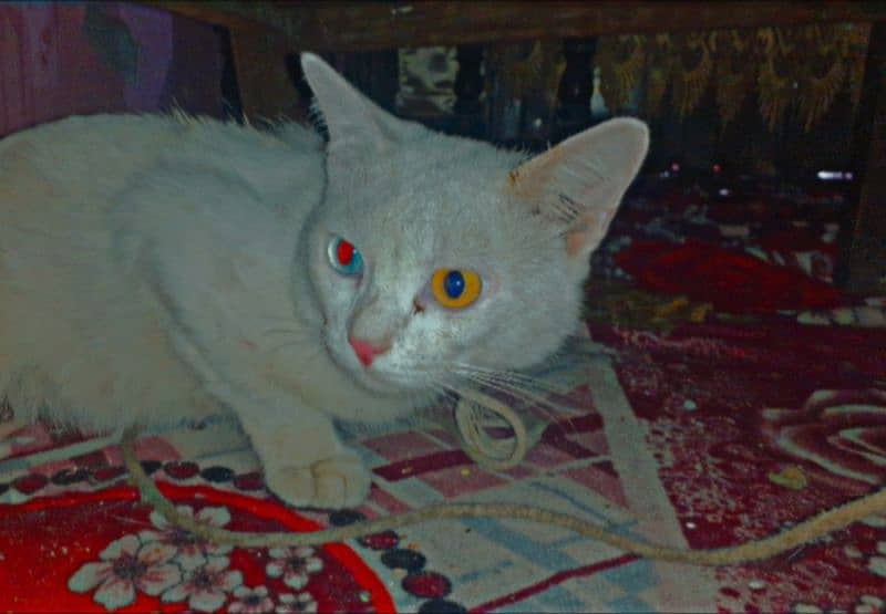 Persian cat for urgent Sale 1