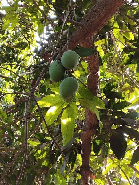 Multan Fresh Mangoes 3