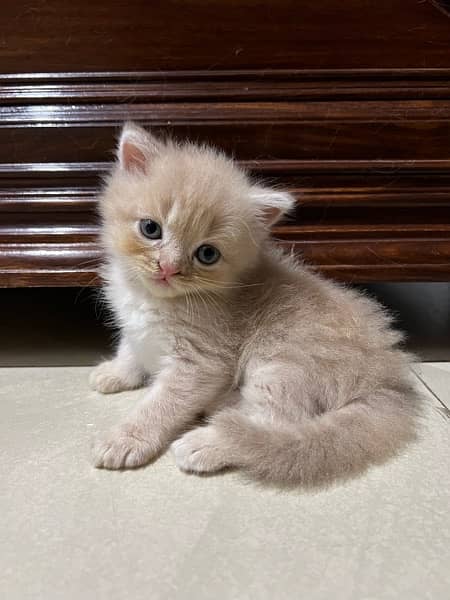 Persian Kittens For Sale 0