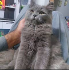 double coated Persian male