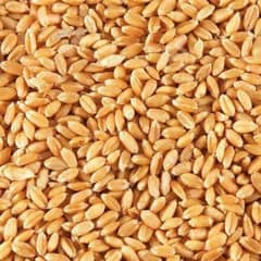 Wheat cleaned and filtered  Gamdam For sale 0