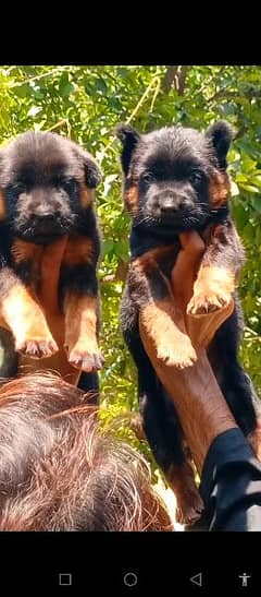 German shepherd triple coat pair available for sale