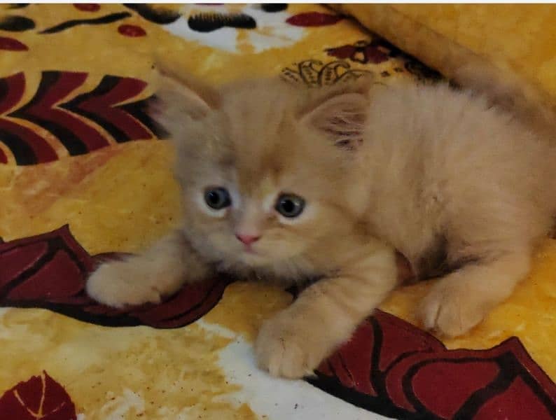persion male kitten for sale 4