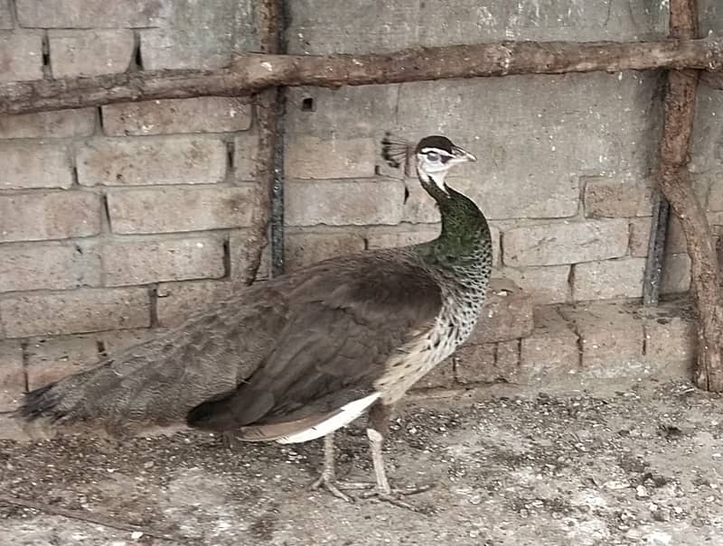 Peacock Pair for Sale in Pattoki 0