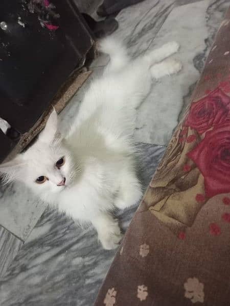 Persian cat for sale 0