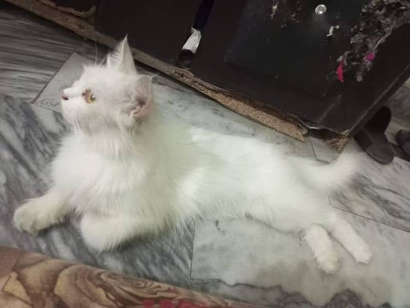 Persian cat for sale 1