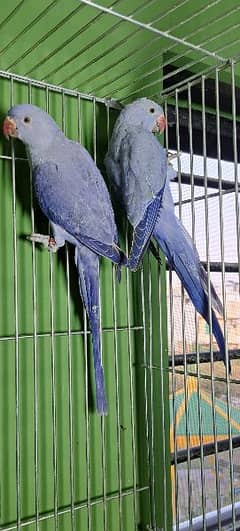 Blue cinamon/Blue turquoise conure Pairs/Voilet df Ringneck pair