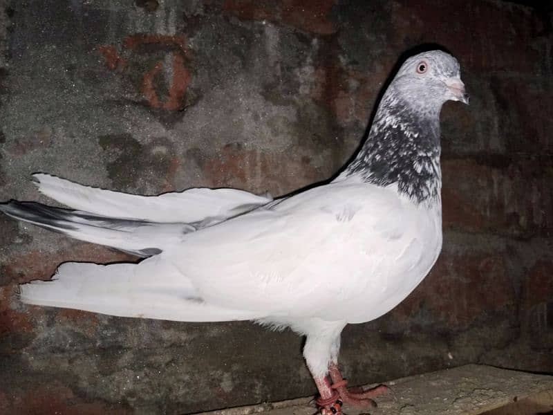 Pigeons for Sale 6