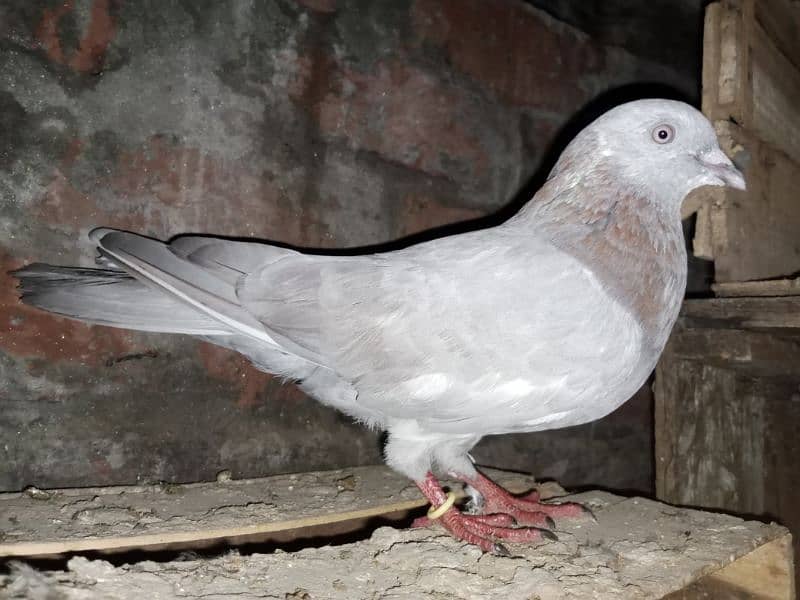 Pigeons for Sale 10