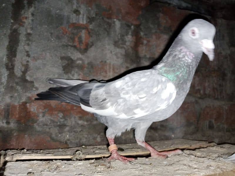 Pigeons for Sale 14