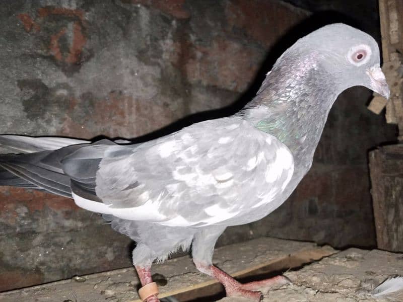 Pigeons for Sale 15