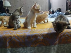 1 month old kittens for sale