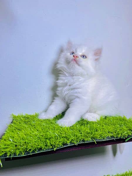 Persian kitten/white kitten/cats/high quality 2