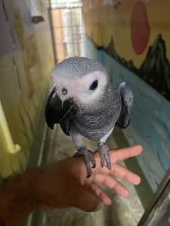 Congo gray parrot