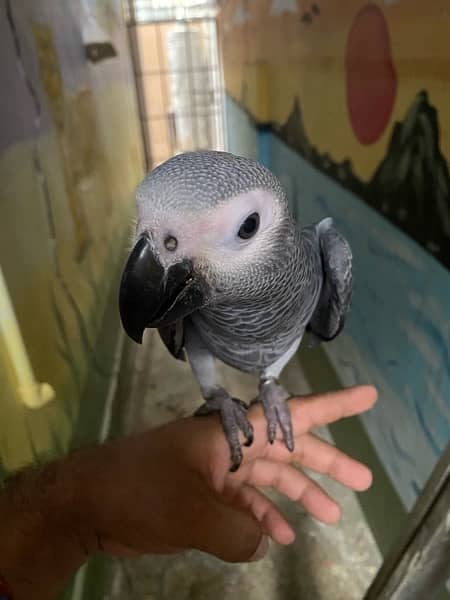 Congo gray parrot 0