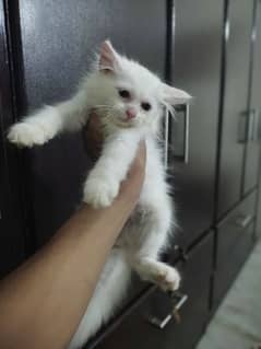 Persian kittens Double coat Age 2 months Available for sell