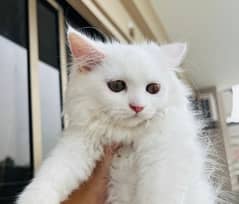 4 months Persian female fully vaccinated kitten