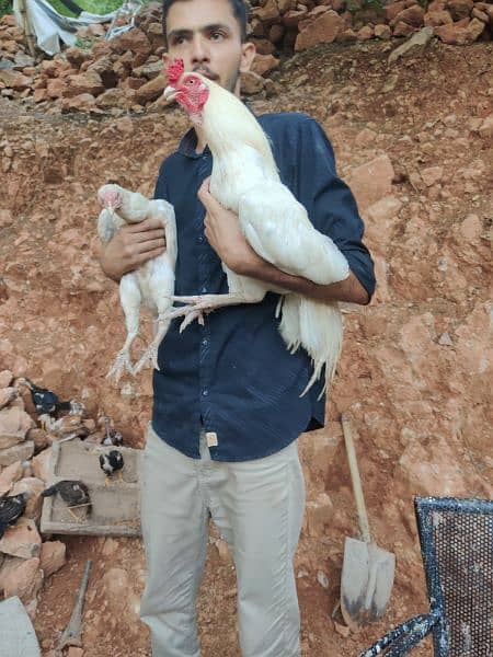 Heera amroha lassni eggs or chicks available 0