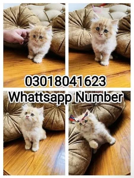 Kitten Lovers Beware 03018041623 (Read Full Ad) 1