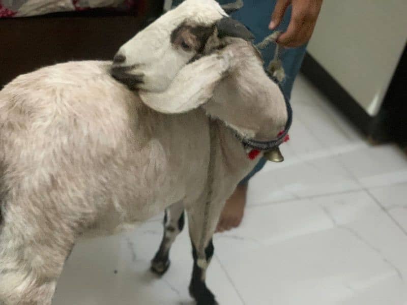 bakri 5