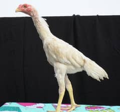 ASEEL White o shamoo chicks | black king shamoo | shamoo ASEEL hens