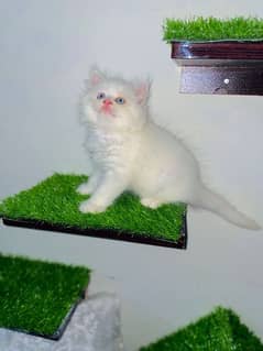 blue eyes kitten/white kitten/Persian cats 0
