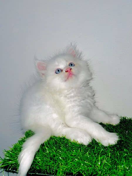 blue eyes kitten/white kitten/Persian cats 1