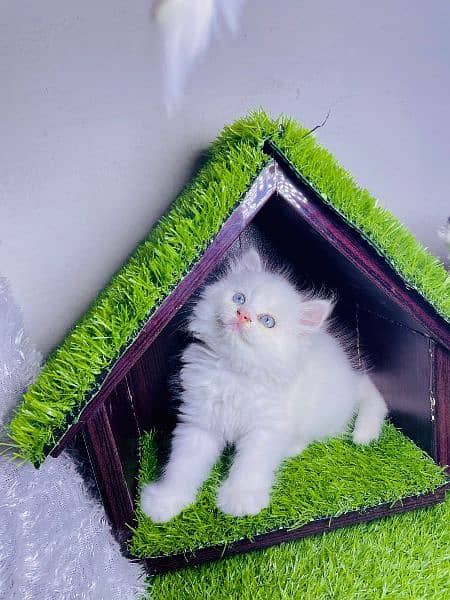 blue eyes kitten/white kitten/Persian cats 2