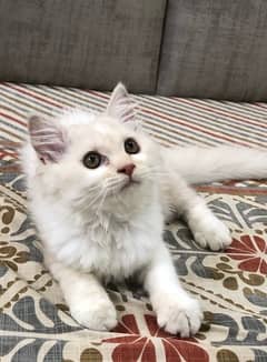 Persian cat 0