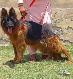 gsd confirm breeder long coat female 15 month age for sale 0
