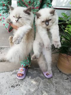 Himalayan cat pair for sale| pure breed himalayan kittens|4 months age
